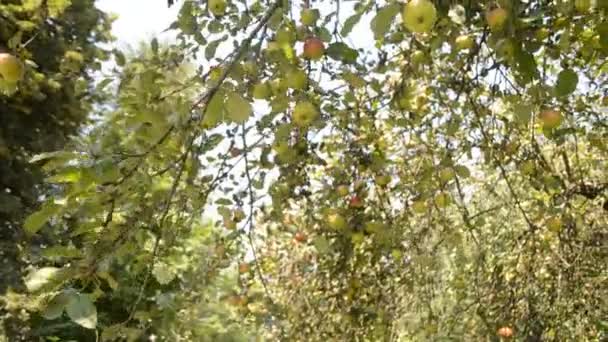 Árbol Frutal Moviéndose Durante Día Soleado — Vídeos de Stock