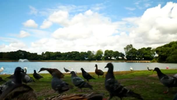 Varias Aves Junto Lago — Vídeos de Stock
