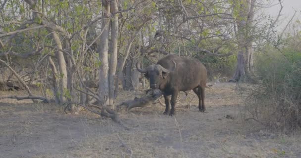Vild Vattenbuffel Som Stirrar Intensivt — Stockvideo