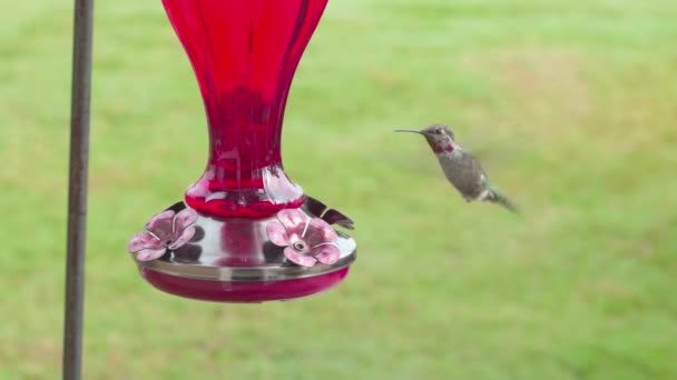 Koliber Unoszące Się Pobliżu Podajnika Następnie Leci — Wideo stockowe