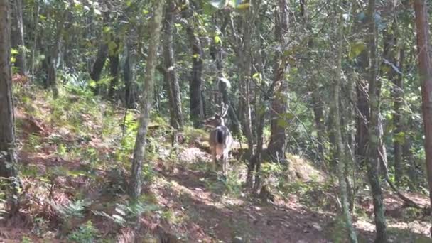 彼はメキシコ北東部の森に移動しながら ブラ鹿登山 — ストック動画