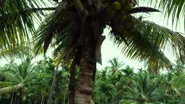 Vue Aérienne Ferme Qui Montre Les Cocotiers Les Arachides — Video