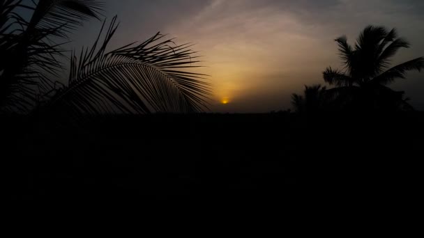 Une Vue Imprenable Sur Coucher Soleil Travers Les Cocotiers Les — Video