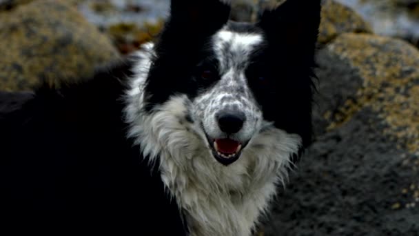 Une Frontière Collie Sur Une Plage Sur Côte Est Écosse — Video