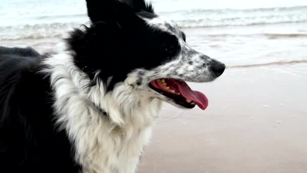 egy határ collie a strandon a keleti parton Skócia, kutya fut és játszik lassított felvételű 4k felbontású a strandon.