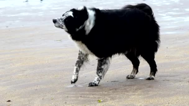 スコットランド東海岸のビーチでの国境の衝突 犬の走り ゆっくりとした動きで遊ぶビーチでの4Kの解像度 — ストック動画