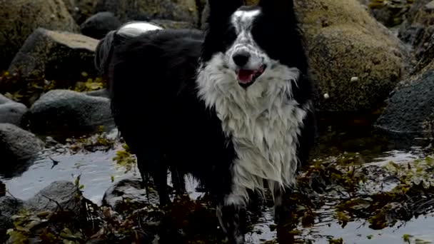 Graniczny Collie Plaży Wschodnim Wybrzeżu Szkocji Pies Biegający Bawiący Się — Wideo stockowe