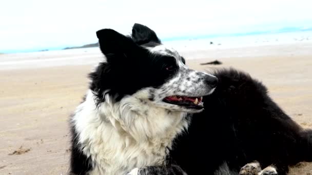 Collie Fronterizo Una Playa Costa Este Escocia Perro Corriendo Jugando — Vídeo de stock