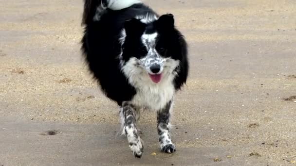 苏格兰东海岸海滩上的一只边境牧羊犬 在海滩上以慢动作4K的分辨率奔跑和玩耍 — 图库视频影像