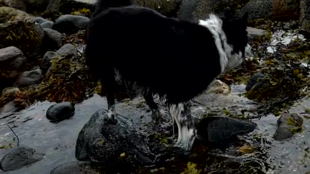 Collie Confine Una Spiaggia Sulla Costa Orientale Della Scozia Cane — Video Stock