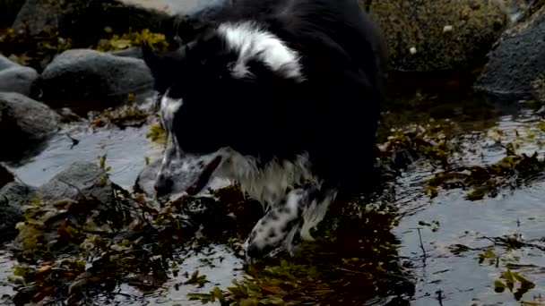 Graniczny Collie Plaży Wschodnim Wybrzeżu Szkocji Pies Biegający Bawiący Się — Wideo stockowe