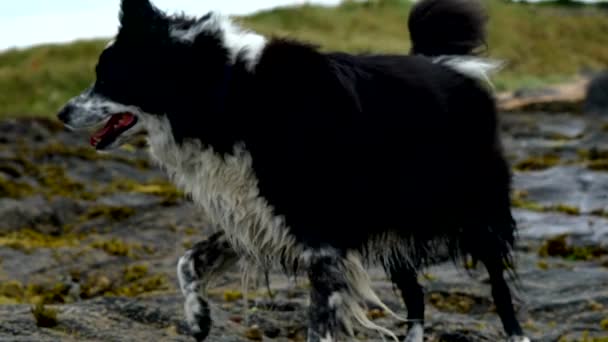 スコットランド東海岸のビーチでの国境の衝突 犬の走り ゆっくりとした動きで遊ぶビーチでの4Kの解像度 — ストック動画