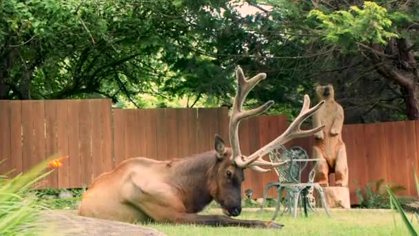麋鹿坐在草地上 — 图库视频影像