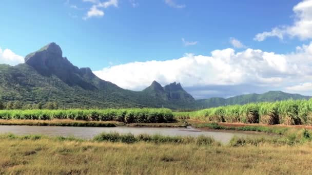 Mauritius Taki Şeker Kamışı Tarlası — Stok video