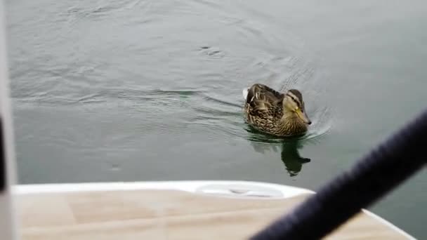 Pato Nadando Calmamente Atrás Barco — Vídeo de Stock