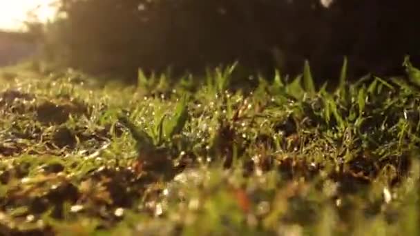 Küçük Çiy Damlacıkları Ile Böcek Pov Titreşimli Çimen Görüntüsü — Stok video