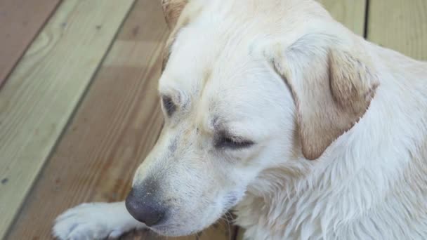 Close Shot Yellow Labrador Retriever Laying Wooden Deck — Stock Video