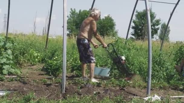 Velho Sem Shirt Passando Rototiller Jardim — Vídeo de Stock