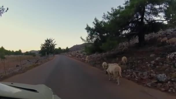 ギリシャの道路上の羊 — ストック動画