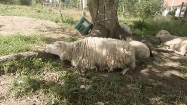 一只熟睡中的羊被枪击中 它躺在一棵树下 然后是一只好奇的羊把头伸出栅栏 向它打招呼 — 图库视频影像