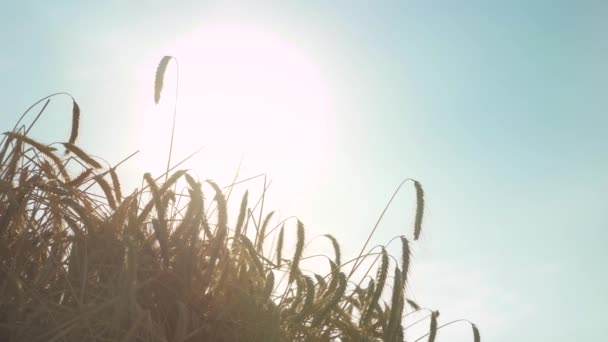 Sun Hot Summer Day Bush Cutted Wheat Peacingly Waving Wind — Stock video