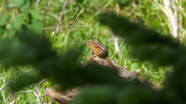 Linda Ardilla Que Enfría Tronco Bosque Por Mismo — Vídeo de stock