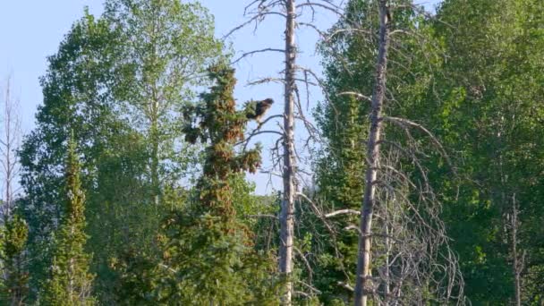 Hermoso Halcón Encaramado Parte Superior Árbol Mirando Alrededor Luego — Vídeos de Stock