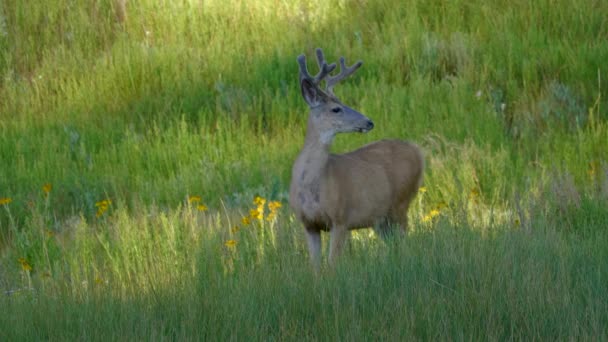 緑のフィールドに立っている若いバック鹿はカメラを見て その後好転します — ストック動画