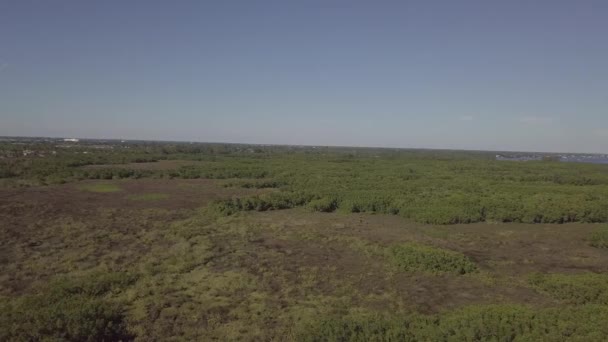 Eco Preserve Florydzie Tle — Wideo stockowe