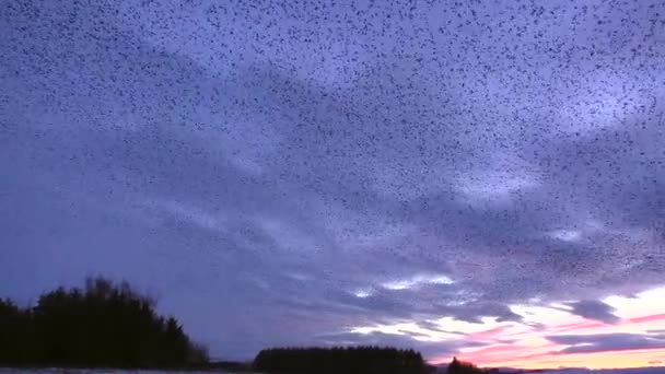 Starling Μουρμουρίσματα Κατά Ηλιοβασίλεμα Στο Tarn Sike Φυσικό Αποθεματικό Cumbria — Αρχείο Βίντεο