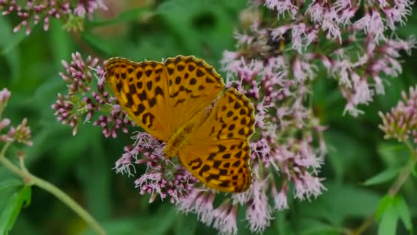 Orange Fjäril Arbetar Vilda Blomma Ovanifrån — Stockvideo