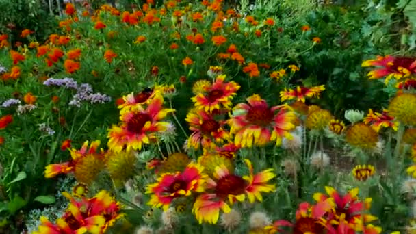 Tuin Bloemen Met Bij Schot Rond Planten — Stockvideo