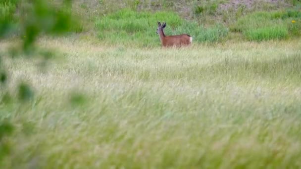 Wspaniały Młody Jeleń Wysokiej Wietrznej Zielonej Trawie — Wideo stockowe