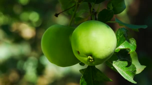 Bunt Gröna Äpplen Äkta Frukter Sommaren — Stockvideo