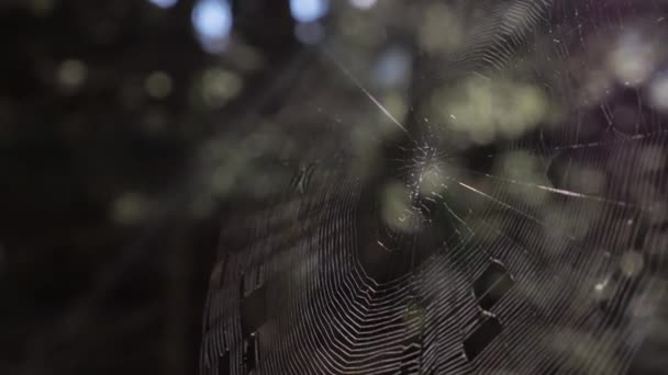 Uma Rede Aranha Espancada Tremer Vento Floresta — Vídeo de Stock