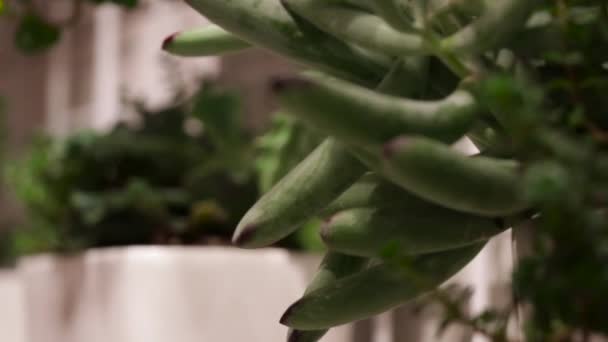 Een Sliding Shot Van Een Aantal Planten Met Een Mooie — Stockvideo