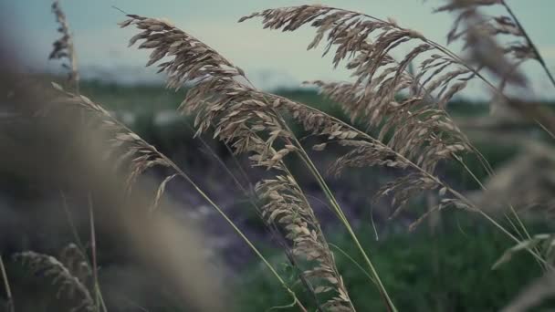 Wind Waait Door Planten Het Strand — Stockvideo