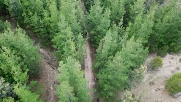 Lone Dirtbiker Climbing Uphill Narrow Track Pine Forest — Stock Video