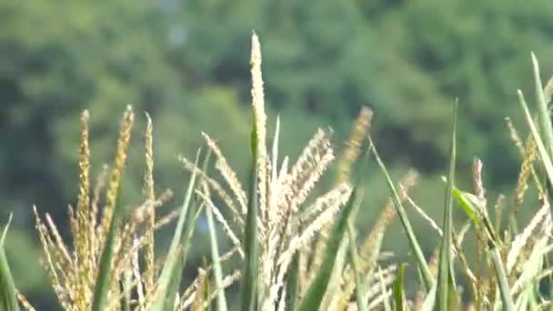 Rüzgarda Süzülen Kulakların Güzelliği Mısır Tarlasına Odaklanmış Güzel Bulanık Bir — Stok video