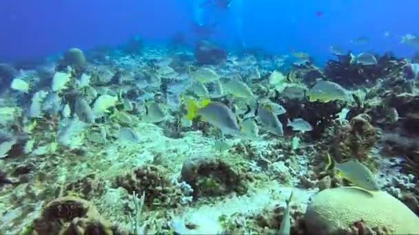 背景にスキューバダイバーと美しいサンゴ礁の上に 魚の大規模な学校 ブルーストライプグラントとホワイトグラント コズメルに位置 — ストック動画