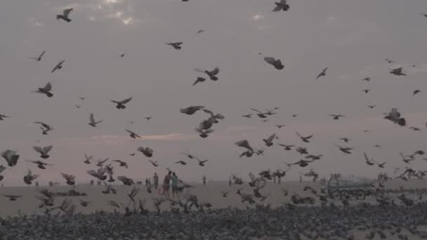 Flock Pigeons Beach — Stock Video