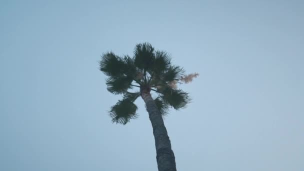 Mittlere Großaufnahme Mit Fokus Auf Einzelne Palmen Los Angeles — Stockvideo