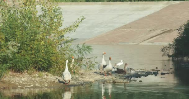 Río Reno Algunos Gansos Una Garza Paran Pacíficamente Orilla Del — Vídeo de stock