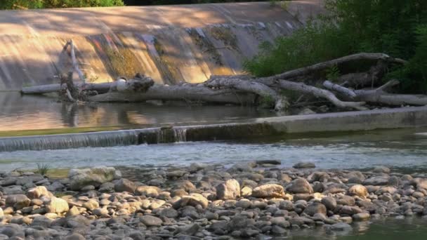 Річка Рено Виходить Греблі Утворюючи Крихітний Водоспад Мертвий Стовбур Дерева — стокове відео