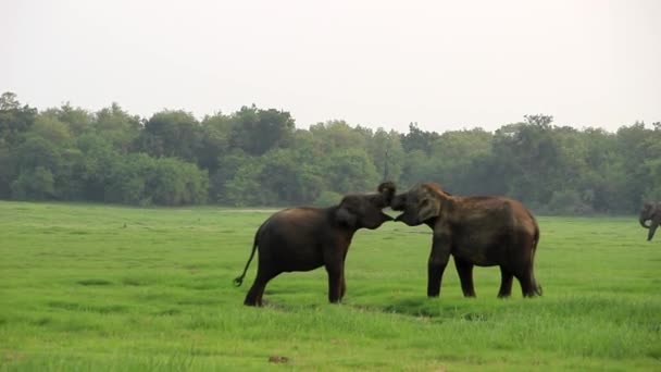 Elephants Playing Kaudulla Park — Stock Video