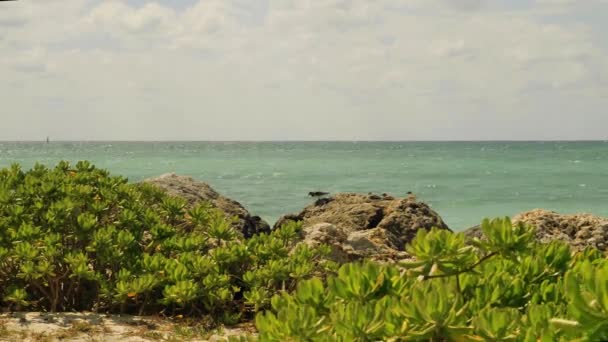 West Grand Bahama Island Spiaggia Portulaca — Video Stock