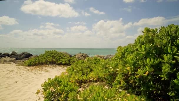 West Grand Bahama Island Strand Purslane — Stockvideo