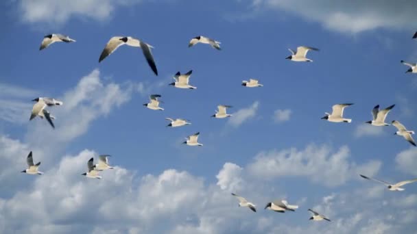 West Grand Bahama Island Beach Seaguls — Stock Video