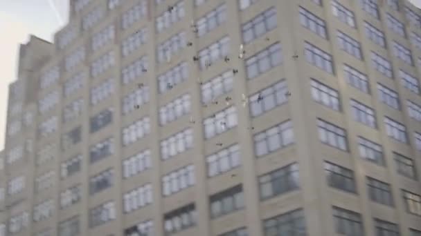 비둘기가 도시를 날아다닌다 — 비디오