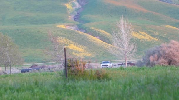 Hermosas Flores Naturales Primavera California Largo Una Ruta Senderismo — Vídeos de Stock